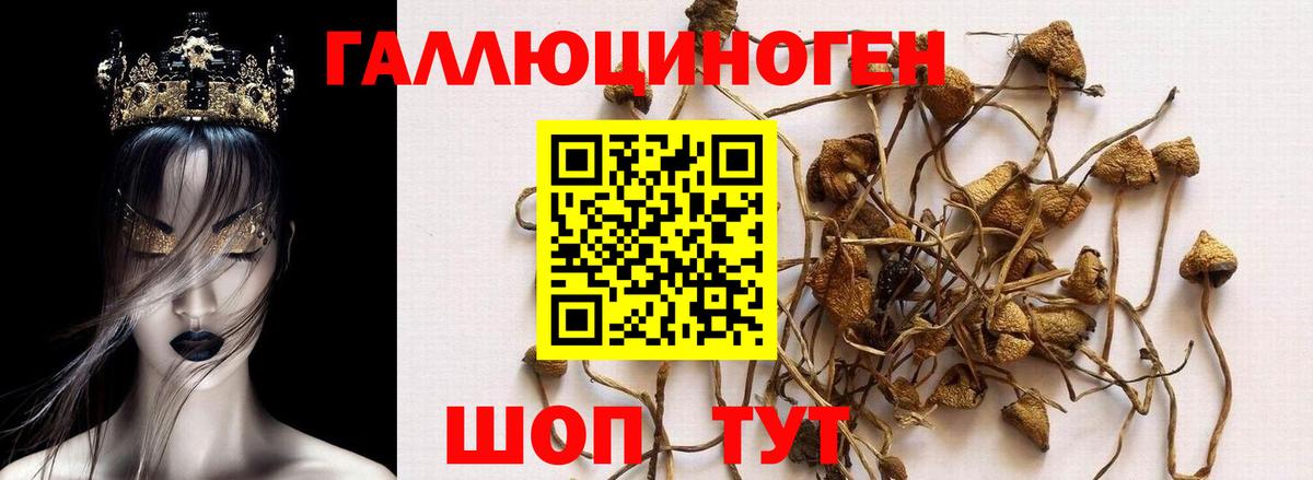 Псилоцибиновые грибы Cubensis Будённовск